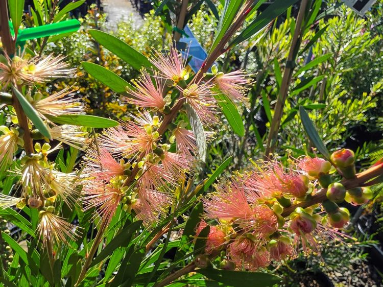 callistemon-hybrida-injune-common-name-bottlebrush-with-light-pink-flowers