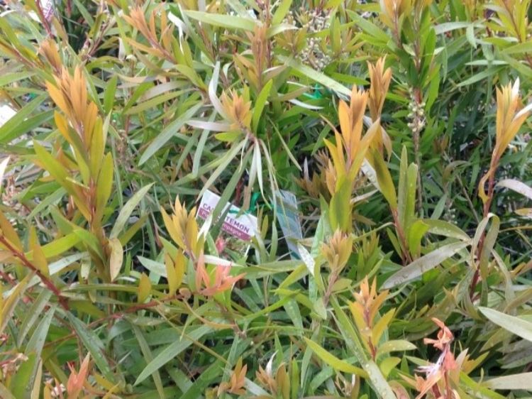 callistemon-hybrida-injune-common-name-bottlebrush-with-light-pink-flowers