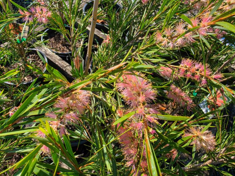 callistemon-hybrida-injune-common-name-bottlebrush-with-light-pink-flowers