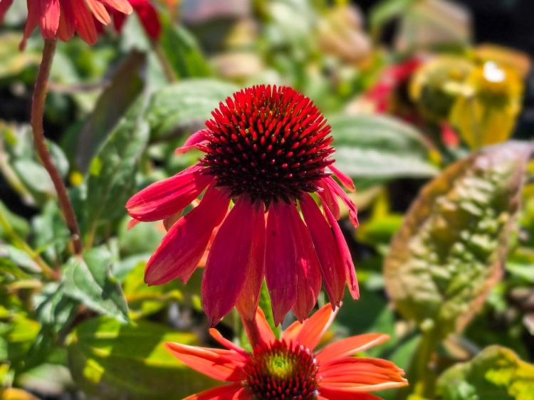 echinacea-hybrida-cheyenne-spirit-common-name-coneflower-with-orange-red-flower