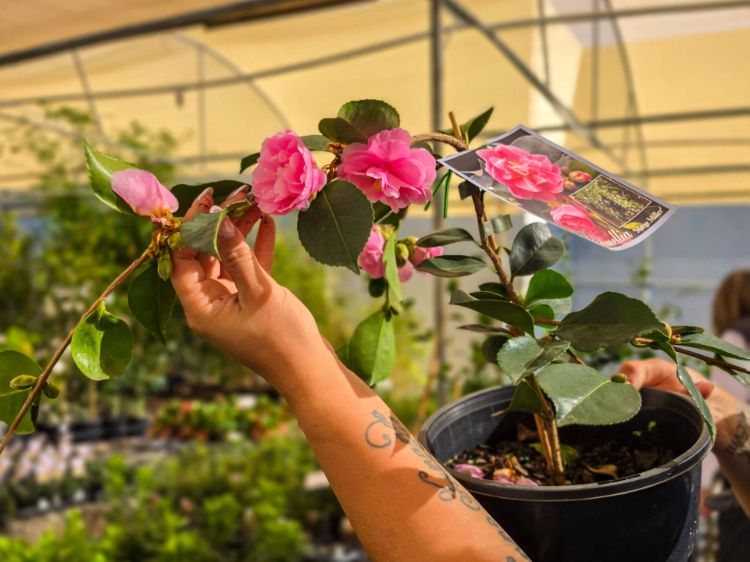 camellia-sasanqua-marge-miller-common-name- sasanqua- camellia-with pink-flowers-and-trailing-habit