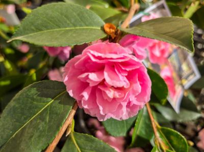 camellia-sasanqua-marge-miller-common-name- sasanqua- camellia-with pink-flowers-and-trailing-habit