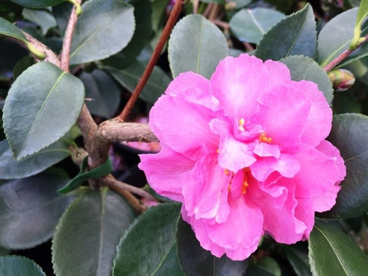 camellia-sasanqua-marge-miller-common-name- sasanqua- camellia-with pink-flowers-and-trailing-habit