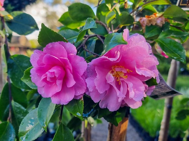 camellia-sasanqua-marge-miller-common-name- sasanqua- camellia-with pink-flowers-and-trailing-habit