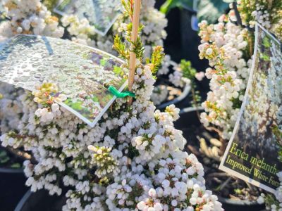 erica-melanthera-white-common-name-heath-with-white-flower-clusters