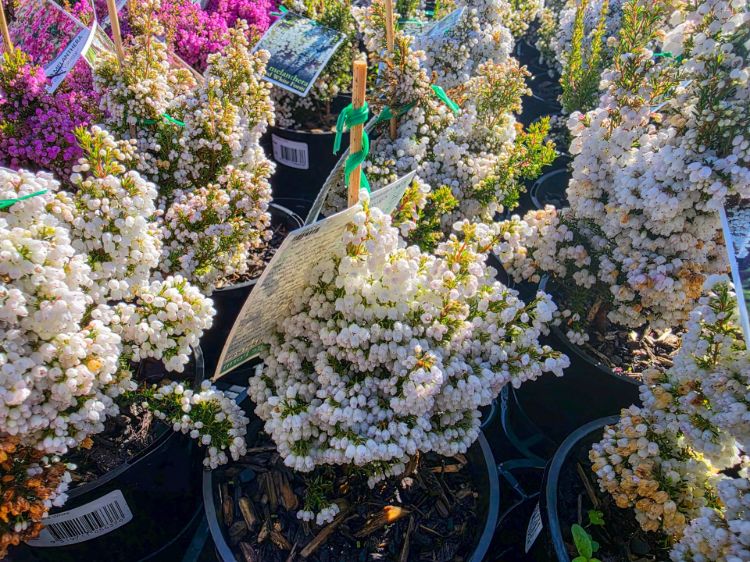 erica-melanthera-white-common-name-heath-with-white-flower-clusters