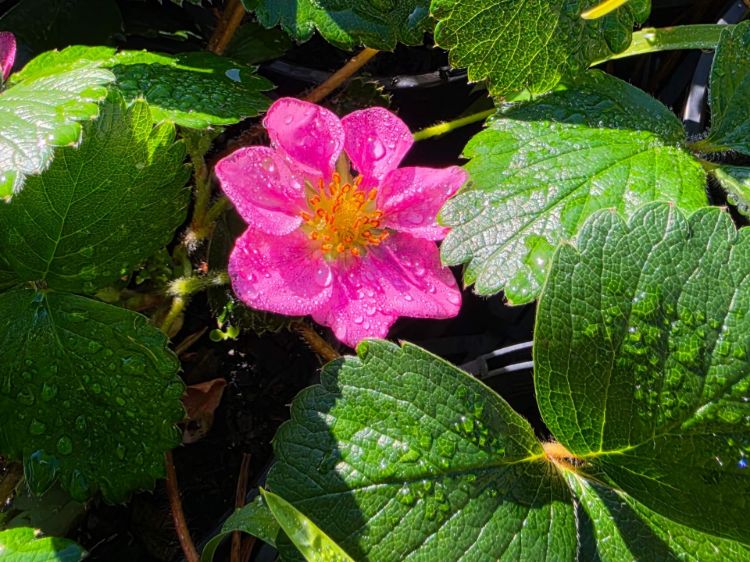 fragaria-vesca-common-names-wild-strawberry-woodland- strawberry-alpine-strawberry