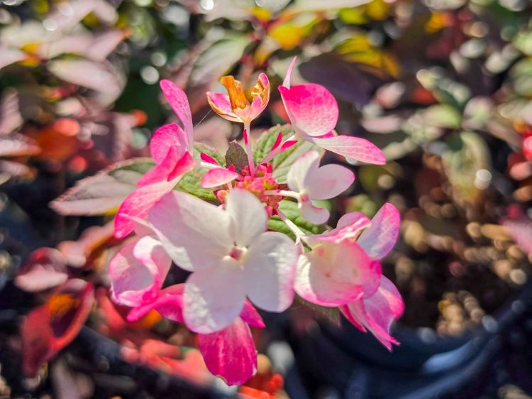 hydrangea-paniculata-diamond-rouge-pbr-common-name-panicled-hydrangea-with-pink-and-white-flowers