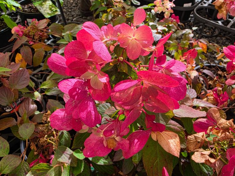 hydrangea-paniculata-diamond-rouge-pbr-common-name-panicled-hydrangea-with-pink-and-white-flowers