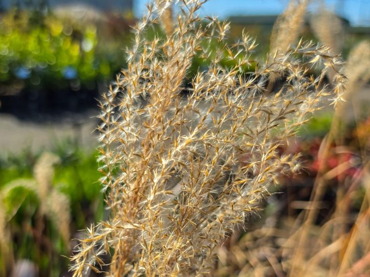 miscanthus-sinensis-flamingo-common-name-chinese-silver-grass-maiden-grass-with-feathery-flower-head