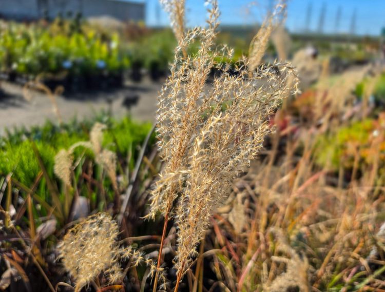 miscanthus-sinensis-flamingo-common-name-chinese-silver-grass-maiden-grass-with-feathery-flower-head