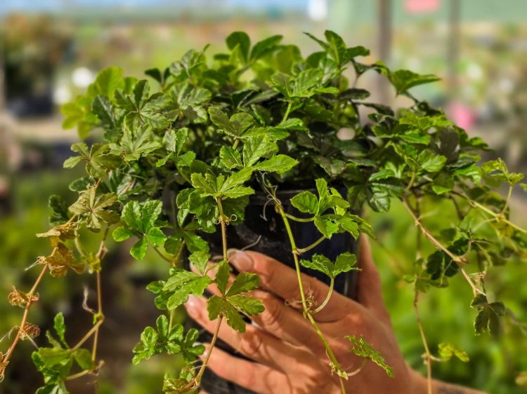 parthenocissus-sikkimensis-common-nmaes-sikkim-creeper-groundcover-ivy-groundcover-creeper