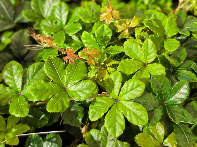 parthenocissus-sikkimensis-common-nmaes-sikkim-creeper-groundcover-ivy-groundcover-creeper