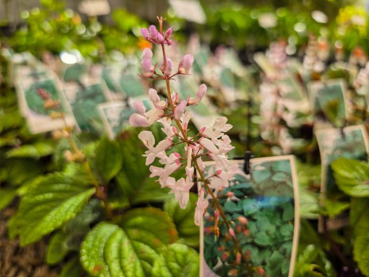 plectranthus-ambiguus-nico-common-name-swedish-ivy