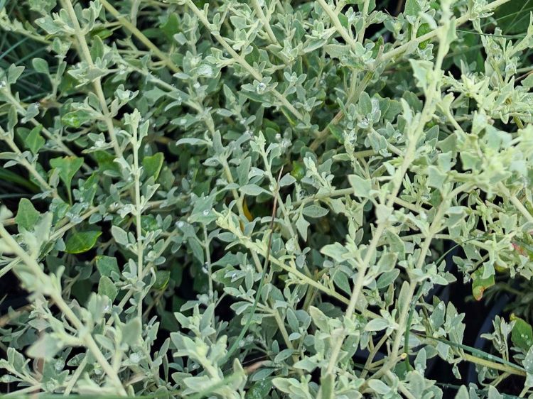 rhagodia-spinescens-aussie-flat-bush-pbr-common-name-reeping-saltbush