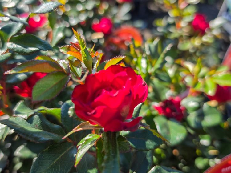 rosa-zepeti-rose-with-bright-red-flowers