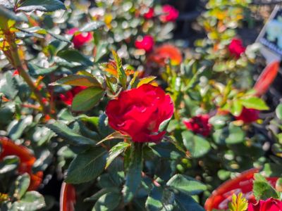 rosa-zepeti-rose-with-bright-red-flowers
