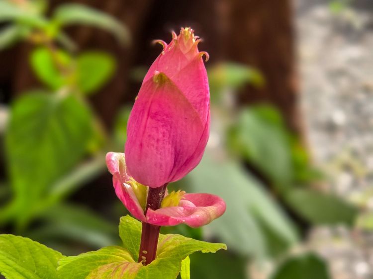salvia-involucrata-bethellii-common-name-rose-leaf-sage-with-pink-bud-ready-to-flower
