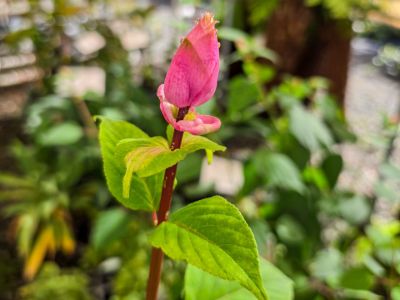 salvia-involucrata-bethellii-common-name-rose-leaf-sage-with-pink-bud-ready-to-flower