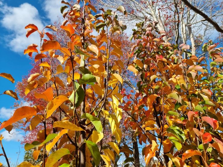 Pyrus calleryana Cleveland Select. Common name - Ornamental Pear, Callery Pear