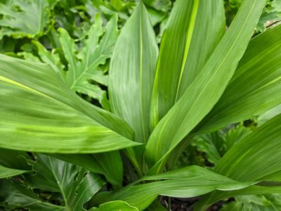 aspidistra-elatior-cast-iron-plant
