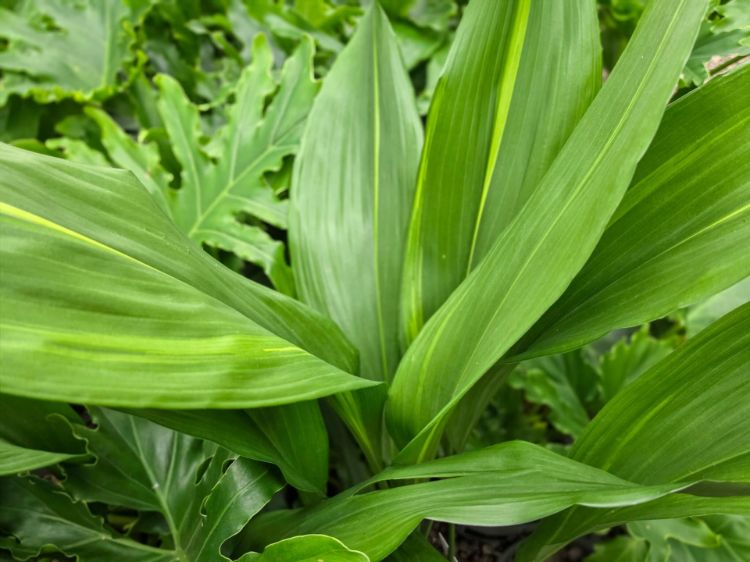 aspidistra-elatior-cast-iron-plant