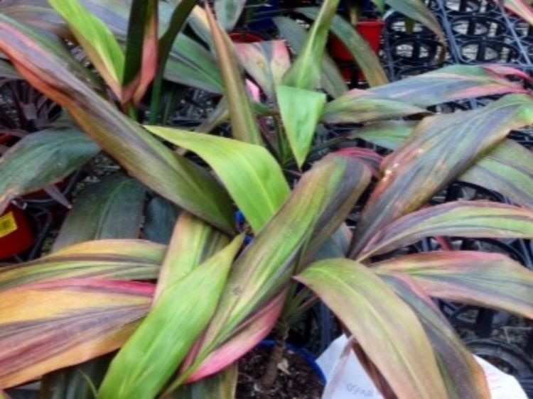 Picture of Cordyline fruticosa Hilo Rainbow