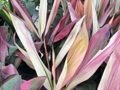 Picture of Cordyline fruticosa Hilo Rainbow