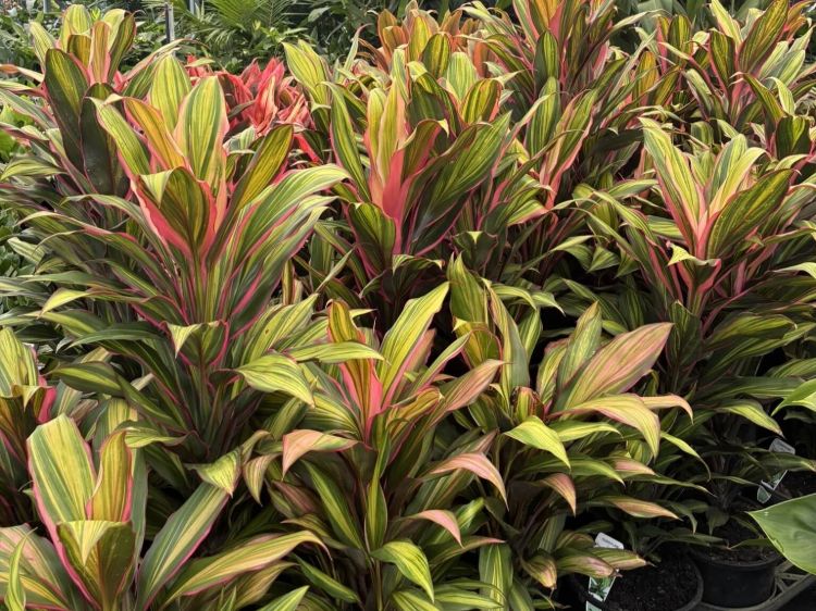 Cordyline fruticosa Kiwi. Common name - Cabbage Tree, Cabbage Palm, Good Luck Plant, Palm Lily, Ti Plant
