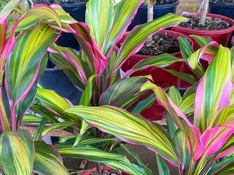 Cordyline fruticosa Kiwi. Common name - Cabbage Tree, Cabbage Palm, Good Luck Plant, Palm Lily, Ti Plant