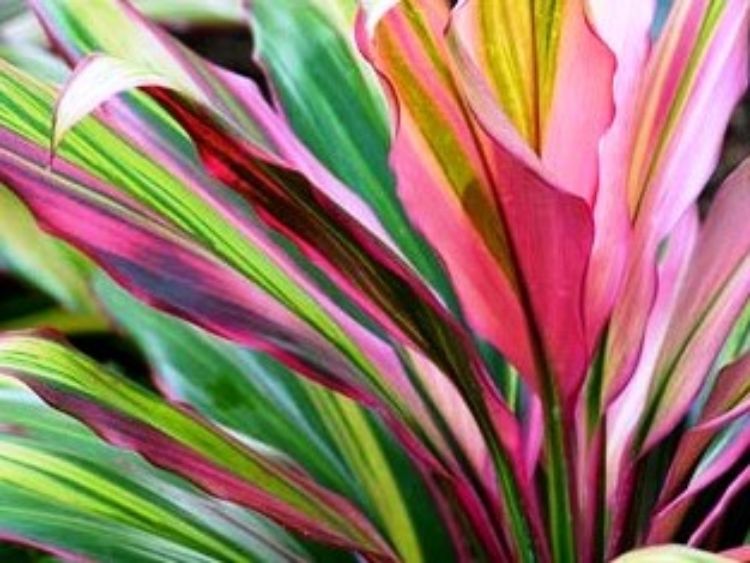 Cordyline fruticosa Kiwi. Common name - Cabbage Tree, Cabbage Palm, Good Luck Plant, Palm Lily, Ti Plant