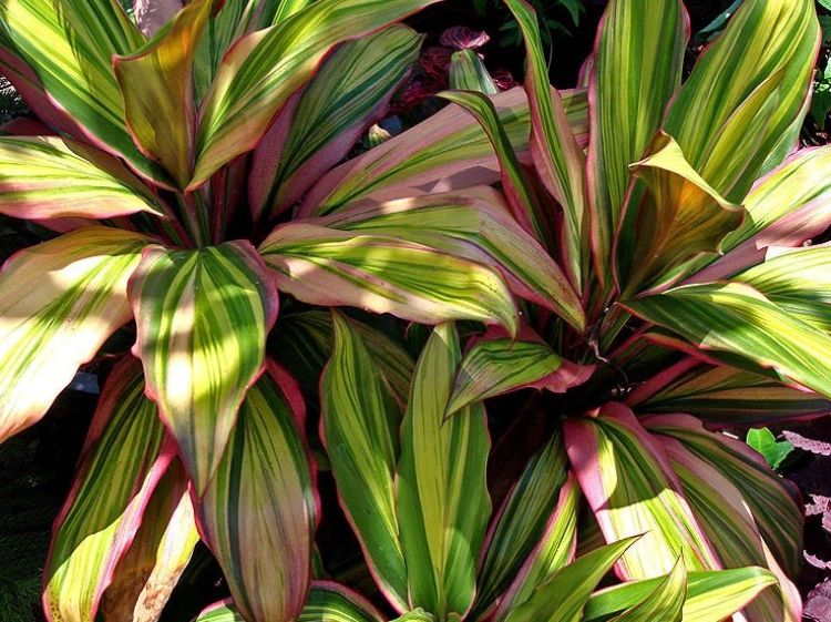 Cordyline fruticosa Kiwi. Common name - Cabbage Tree, Cabbage Palm, Good Luck Plant, Palm Lily, Ti Plant