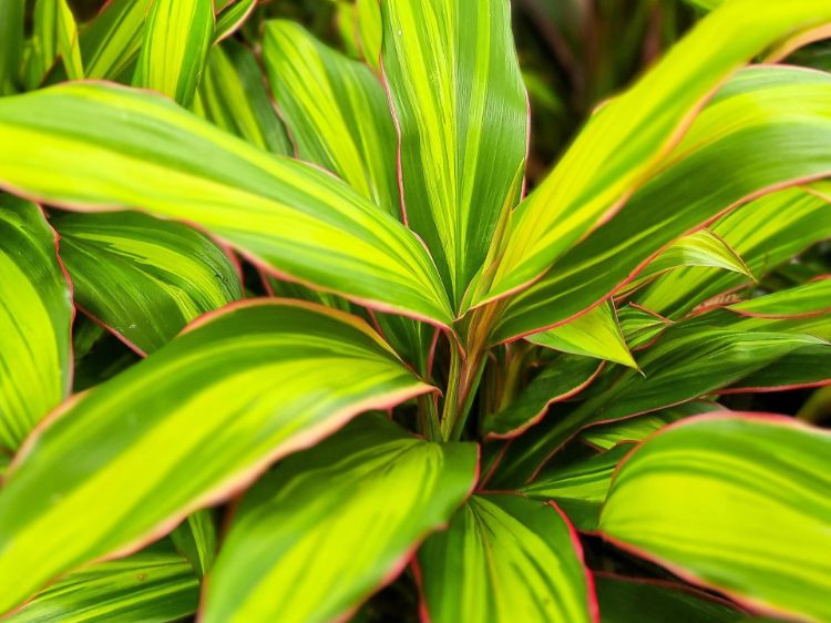 Cordyline fruticosa Kiwi. Common name - Cabbage Tree, Cabbage Palm, Good Luck Plant, Palm Lily, Ti Plant