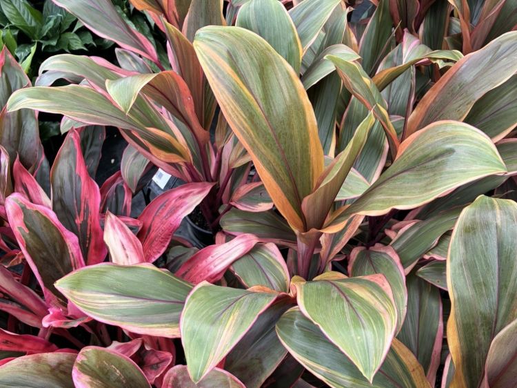 cordyline-fruticosa-tangelo-common-name-cabbage-tree