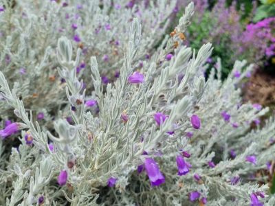eremophila-nivea-common-name-silky-eremophila-wth-silver-foliage-and-purple-flowers