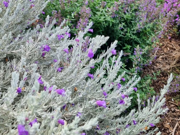 eremophila-nivea-common-name-silky-eremophila-wth-silver-foliage-and-purple-flowers