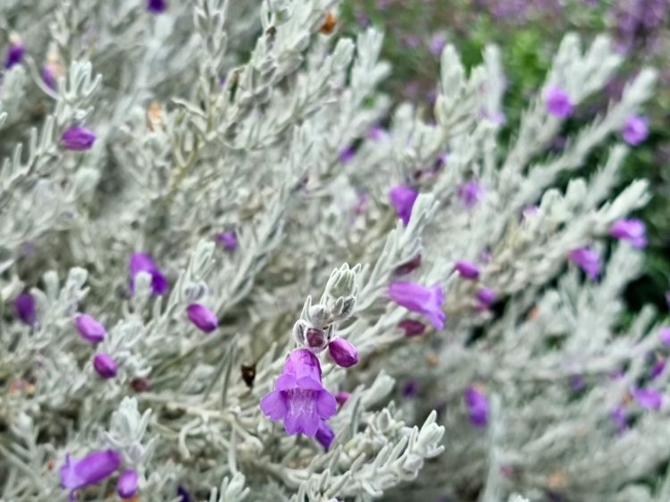 eremophila-nivea-common-name-silky-eremophila-wth-silver-foliage-and-purple-flowers