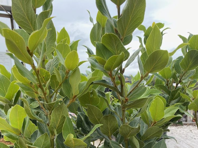 laurus-azorica-common-names-macaronesian-laurel-canary-island-laurel