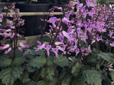 plectranthus-saccatus-velvet-lady-with-tall-purple-flowers-common-names-stoep-jacaranda-spurflower