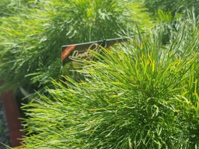 Acacia cognata Limelight. Common name - Dwarf Bower Wattle, Dwarf River Wattle
