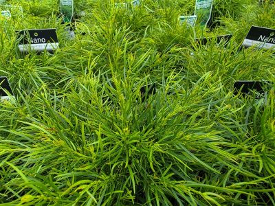 Acacia cognata Nano. Common Name Dwarf Bower Wattle Dwarf River Wattle
