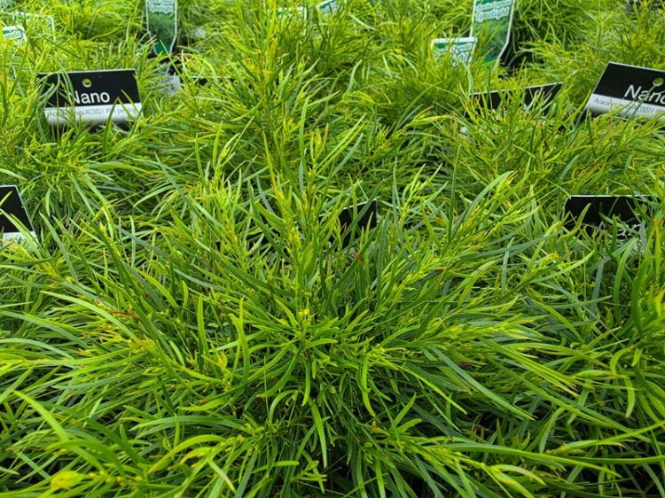 Acacia cognata Nano. Common Name Dwarf Bower Wattle Dwarf River Wattle