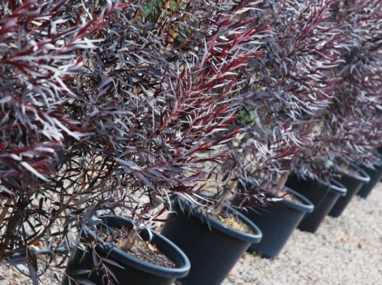 Agonis flexuosa After Dark. Common name - Black Agonis, Black Willow Myrtle, Black Willow Peppermint, WA Peppermint