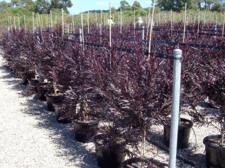 Agonis flexuosa After Dark. Common name - Black Agonis, Black Willow Myrtle, Black Willow Peppermint, WA Peppermint