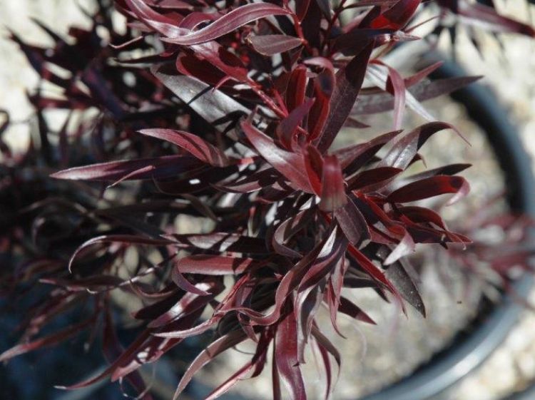 Agonis flexuosa After Dark. Common name - Black Agonis, Black Willow Myrtle, Black Willow Peppermint, WA Peppermint