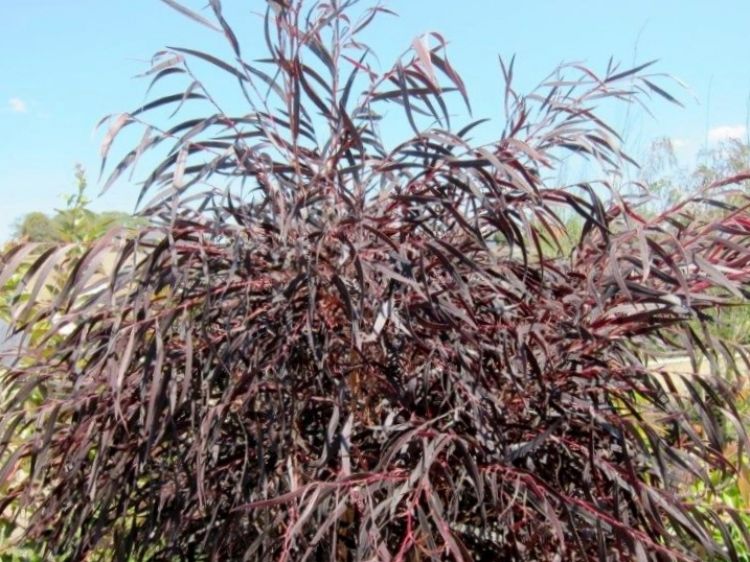 Agonis flexuosa After Dark. Common name - Black Agonis, Black Willow Myrtle, Black Willow Peppermint, WA Peppermint