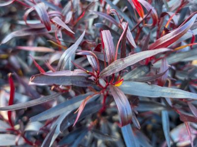 Agonis flexuosa After Dark. Common name - Black Agonis, Black Willow Myrtle, Black Willow Peppermint, WA Peppermint