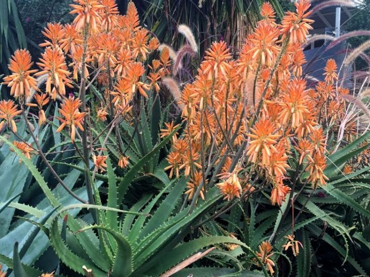Aloe Hybrida Copper Shower. Common name: Aloe Copper Shower