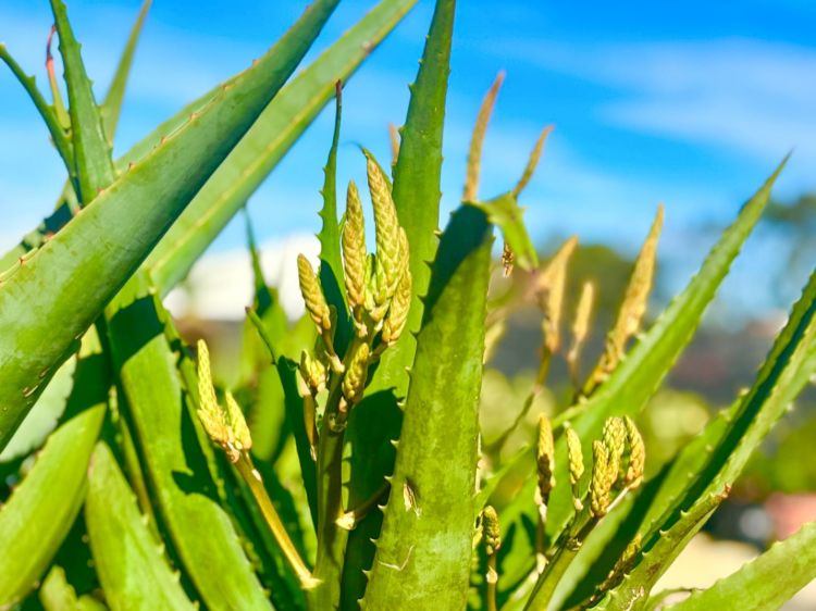 Aloe Hybrida Copper Shower. Common name: Aloe Copper Shower