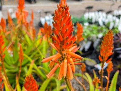 Aloe Hybrida Copper Shower. Common name: Aloe Copper Shower